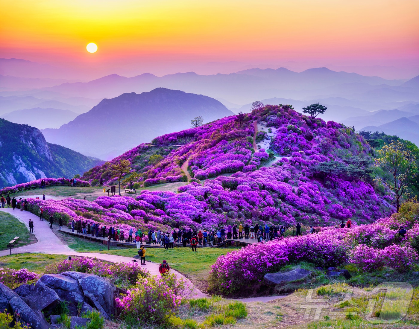 합천 황매산 철쭉(합천군 제공. 재판매 및 DB금지).