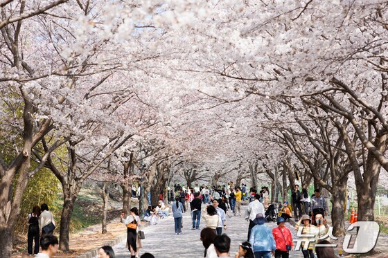 고창군이 관광객들의 편의를 위해 고인돌 유적지 등 주요 관광지를 한 번에 돌아볼 수 있는 시티투어버스를 운영한다. 석정관광지 내 벚꽃로(뉴스1/DB)
