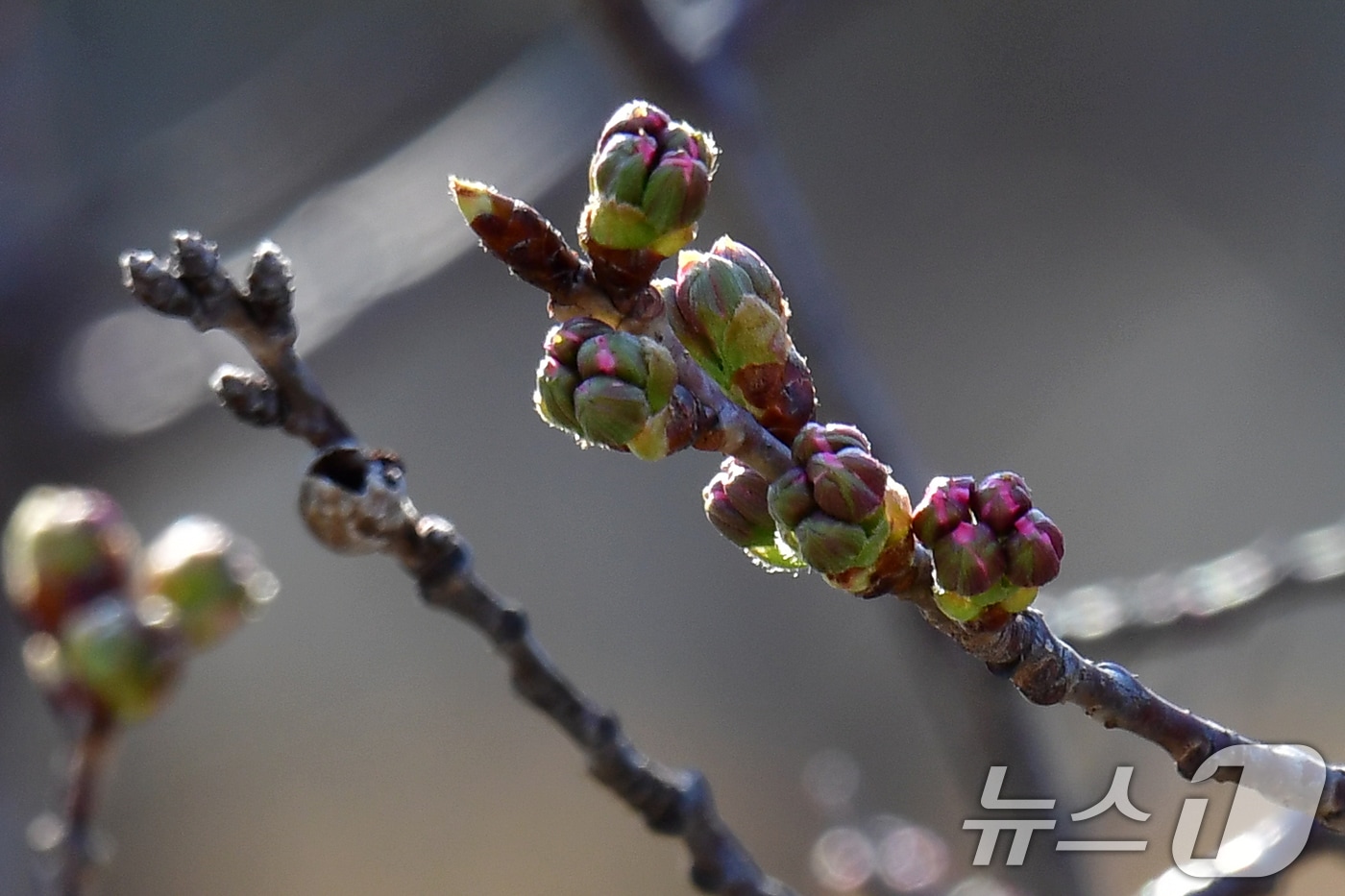 18일 경북 포항시 남구 대잠동 철길숲에서 왕벚나무들이 꽃망울을 터뜨릴 준비하고 있다. 올해 포항지역 벚꽃개화는 지난해(3월 13일)에 비해 일주일 정도 늦춰질 전망이다. 2025.3.18/뉴스1 ⓒ News1 최창호 기자