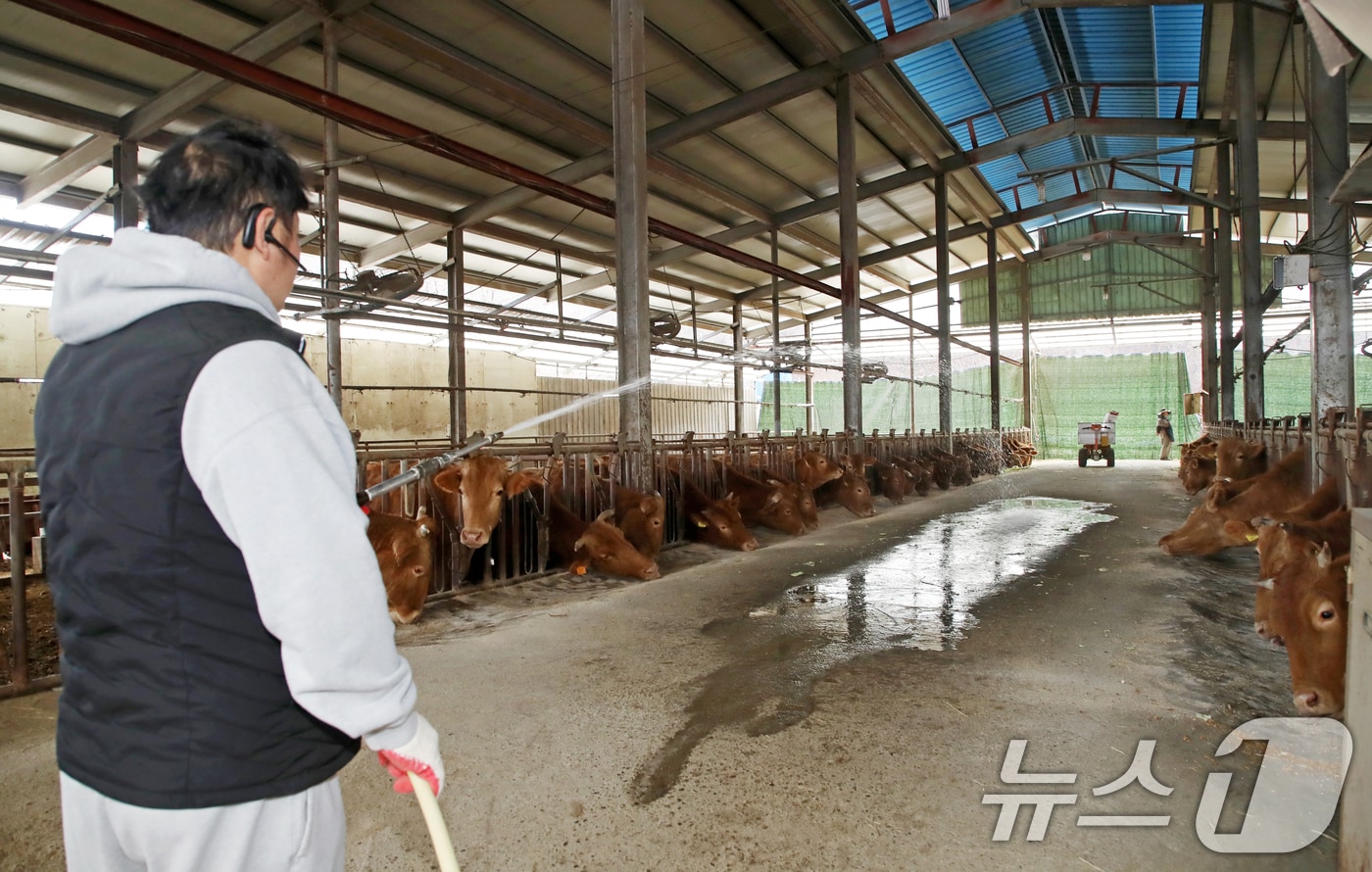 대구시는 오는 31일까지 구제역 긴급 일제 백신접종을 추진한다. 18일 부산 기장군 철마면 한 한우농장에서 농장주가 구제역 예방을 위해 소독약을 뿌리고 있다. (사진은 기사 내용과 무관함) 2025.3.18/뉴스1 ⓒ News1 자료 사진
