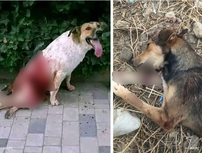 모로코에서 흉기 공격으로 살해되거나 다친 강아지들. &#40;IAWPC&#41;