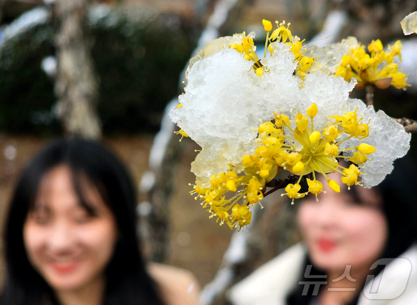 눈이 내린 18일 광주 북구청 광장 화단에 핀 산수유에 눈이 내려앉아 시민들에게 볼거리를 제공하고 있다.(광주 북구 제공. 재판매 및 DB 금지)