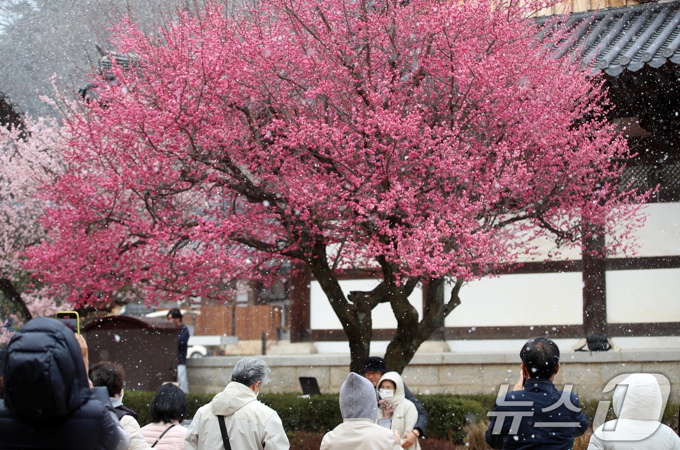 전국 곳곳에 눈이 내린 18일 경남 양산시 하북면 통도사에서 시민들이 내리는 눈을 맞으며 활짝 핀 홍매화를 감상하고 있다. 2025.3.18/뉴스1 ⓒ News1 윤일지 기자