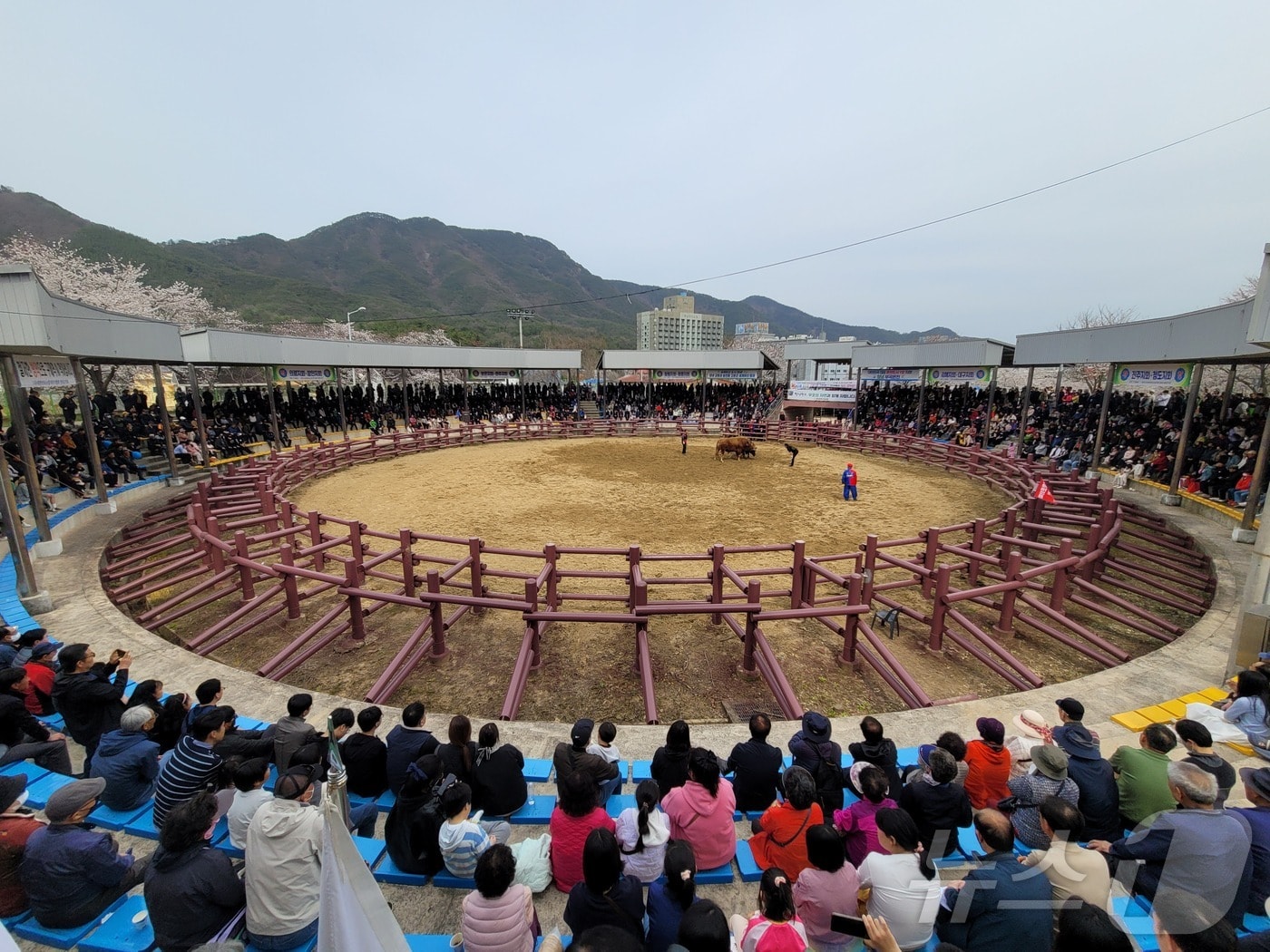 창녕 전국 민속소힘겨루기대회(창녕군 제공. 재판매 및 DB금지).