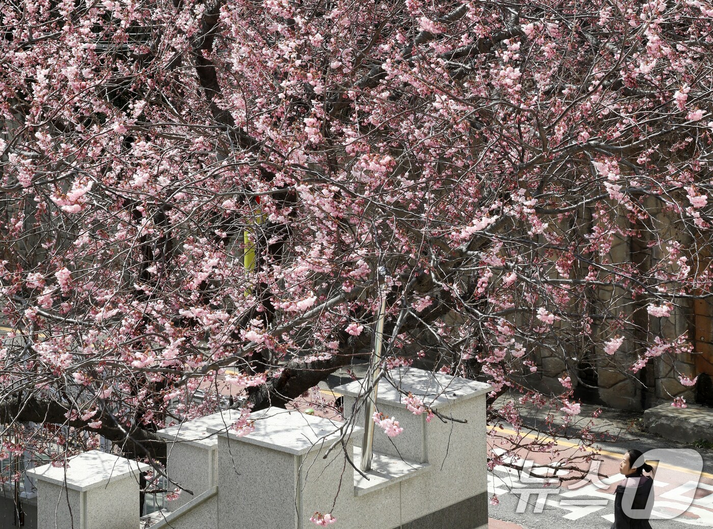 낮과 밤의 길이가 같아진다는 절기상 춘분(春分)을 하루 앞둔 19일 부산 수영구 배화학교 화단에 벚꽃이 꽃망울을 터뜨려 눈길을 끌고 있다. 2025.3.19/뉴스1 ⓒ News1 윤일지 기자