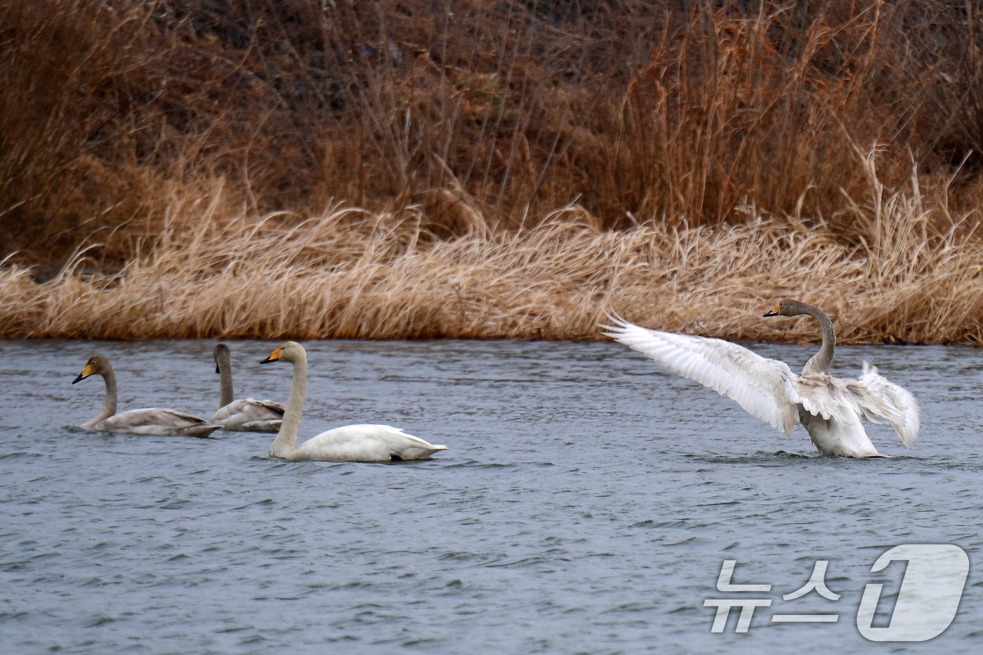2일 오후 경북 포힝시 북구 흥해읍 곡강생태하천에서 천연기념물 제201호인 큰고니 한마리가 날개짓을 하고 있다. 2025.3.2/뉴스1 ⓒ News1 최창호 기자