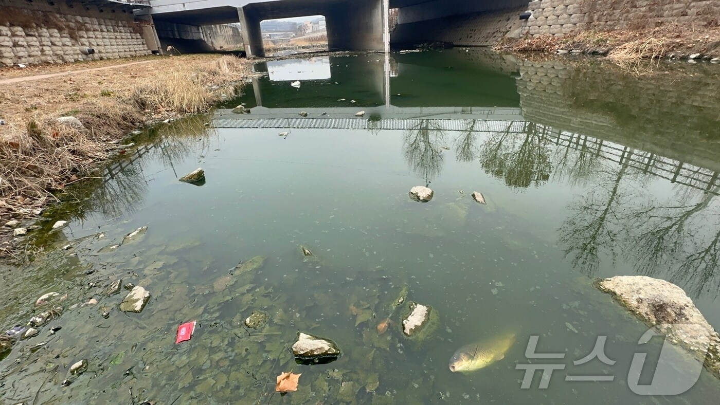 대구 금호강의 지류인 방촌천에 물고기가 폐사해 배를 드러내고 가라앉아 있다.(대구환경운동연합 제공. 재판매 및 DB 금지)