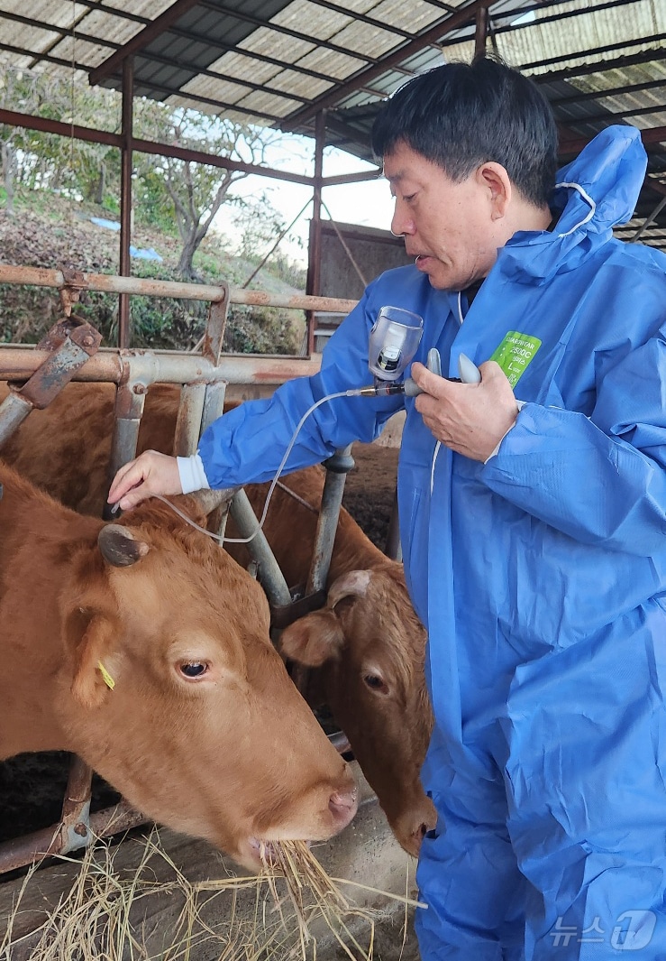 구제역 백신 접종 모습. (서천군 제공, 재판매 및 DB금지)/뉴스1