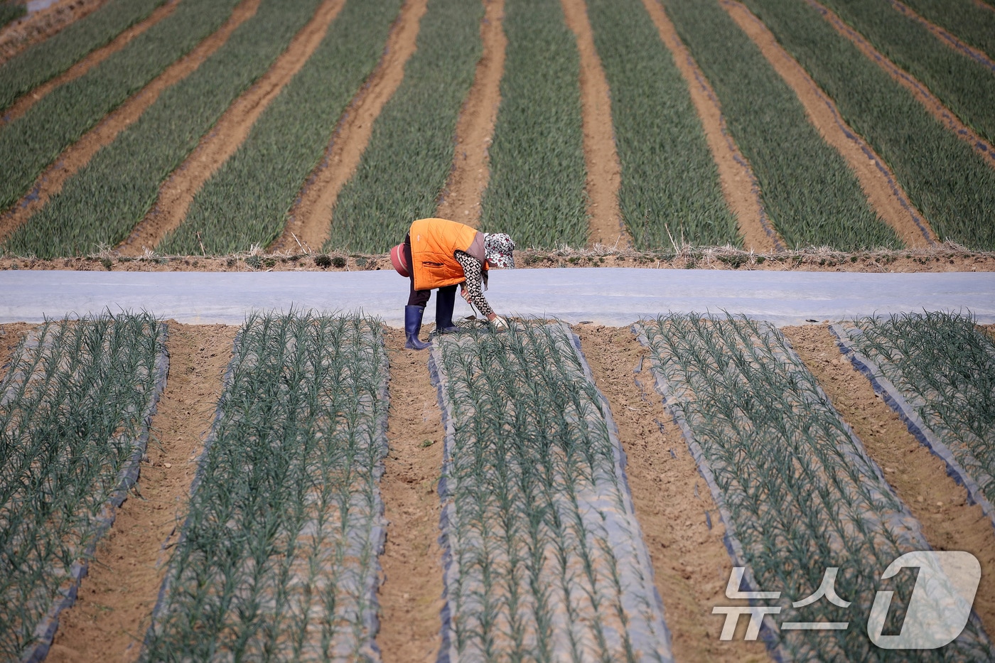 일손 귀한 농촌은 봄을 맞아 허리 펼 시간이 없다. 절기상 춘분(春分)인 20일 오후 대구 달성군 구지면 한 양파밭에서 한 할머니가 겨우내 보온 비닐 아래서 싹을 틔운 양파 싹을 뽑아 올리고 있다. 2025.3.20 ⓒ 뉴스1 공정식 기자