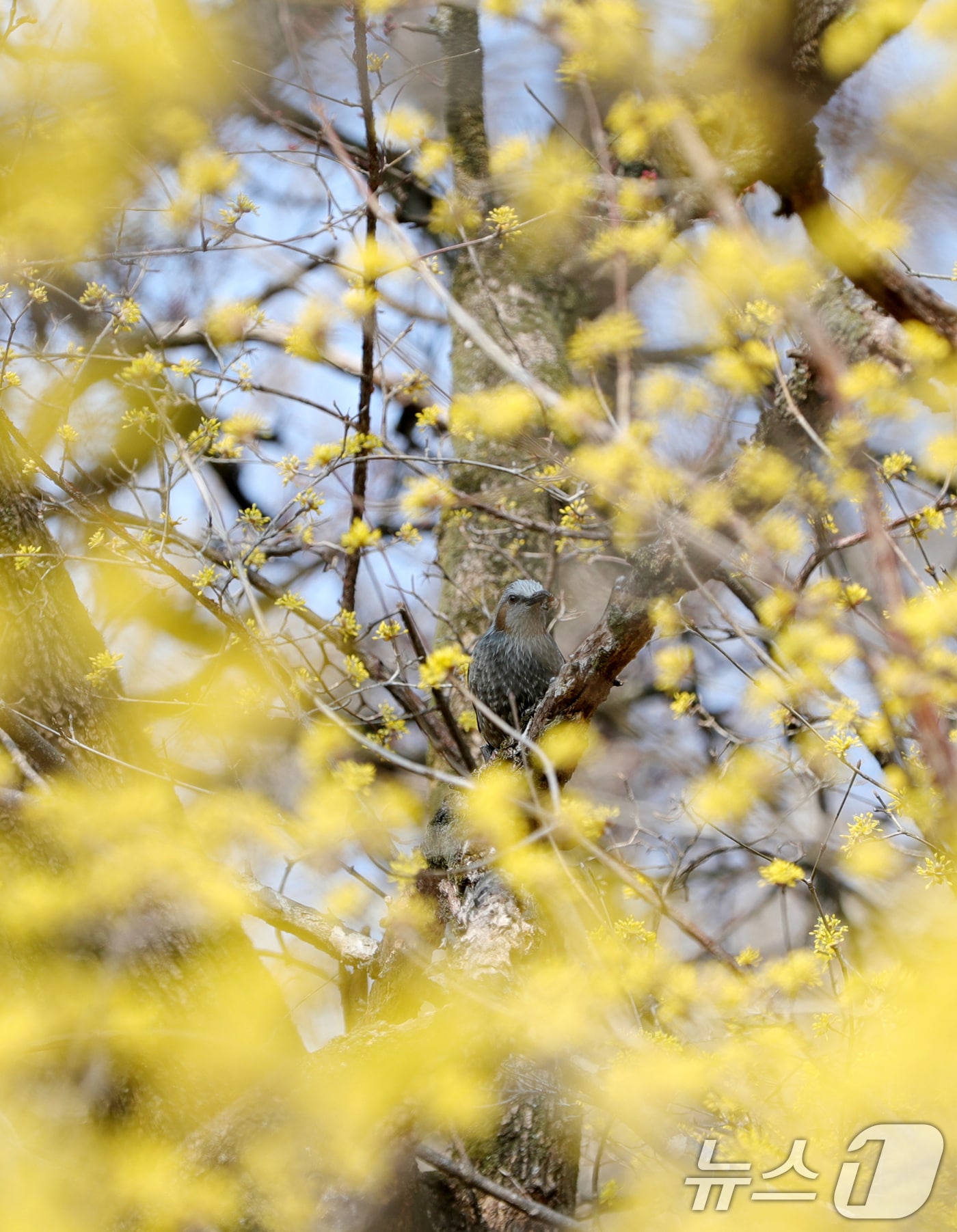 절기상 춘분인 20일 전북자치도 전주시 전주향교에서 직박구리 한 마리가 노랗게 활짝 핀 산수유꽃에 꿀을 따러 온 꿀벌을 잡아 먹고 있다. 2025.3.20/뉴스1 ⓒ News1 유경석 기자