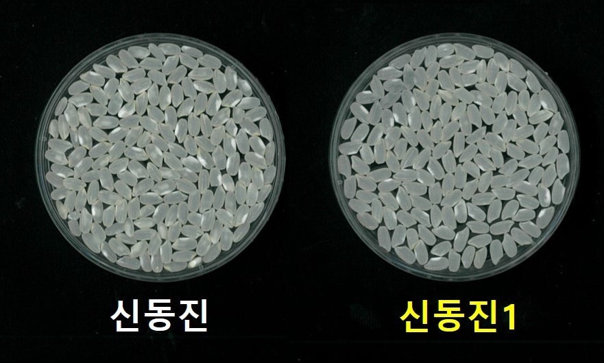 신동진과 신동진1 외관 (농촌진흥청 제공) 2025.02.19 /뉴스1