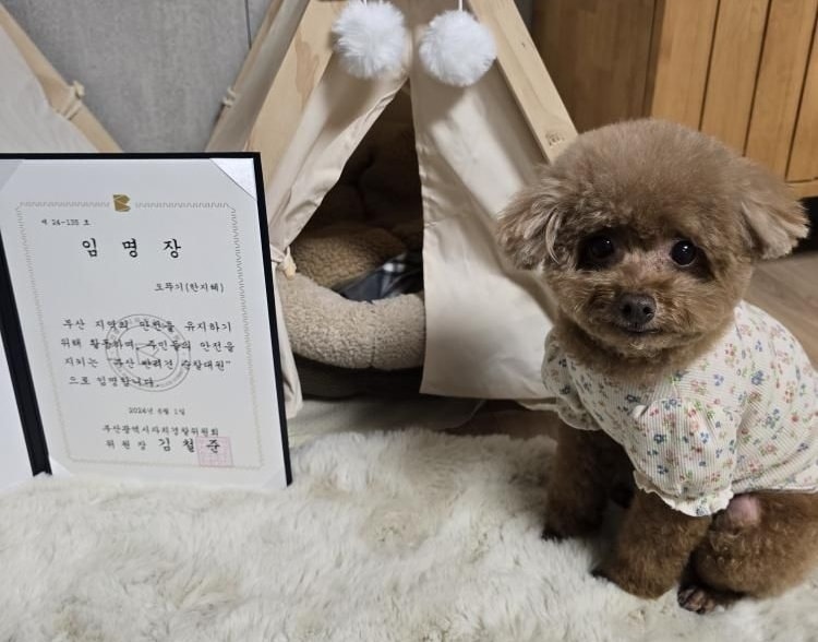 지난해 인식칩이 제거된 채 버려진 푸들은 &#39;뚜기&#39;란 이름으로 새가정에 입양돼 살고 있다. 사진은 반려견 순찰대 임명장을 받은 뚜기&#40;한지혜 씨 제공&#41; ⓒ 뉴스1