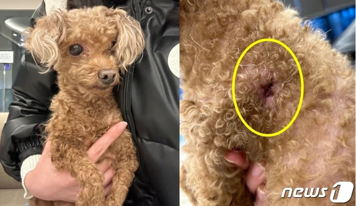 지난해 천안에서 인식칩이 제거된 채 버려진 뚜기의 모습 &#40;온라인 커뮤니티 갈무리&#41; ⓒ 뉴스1