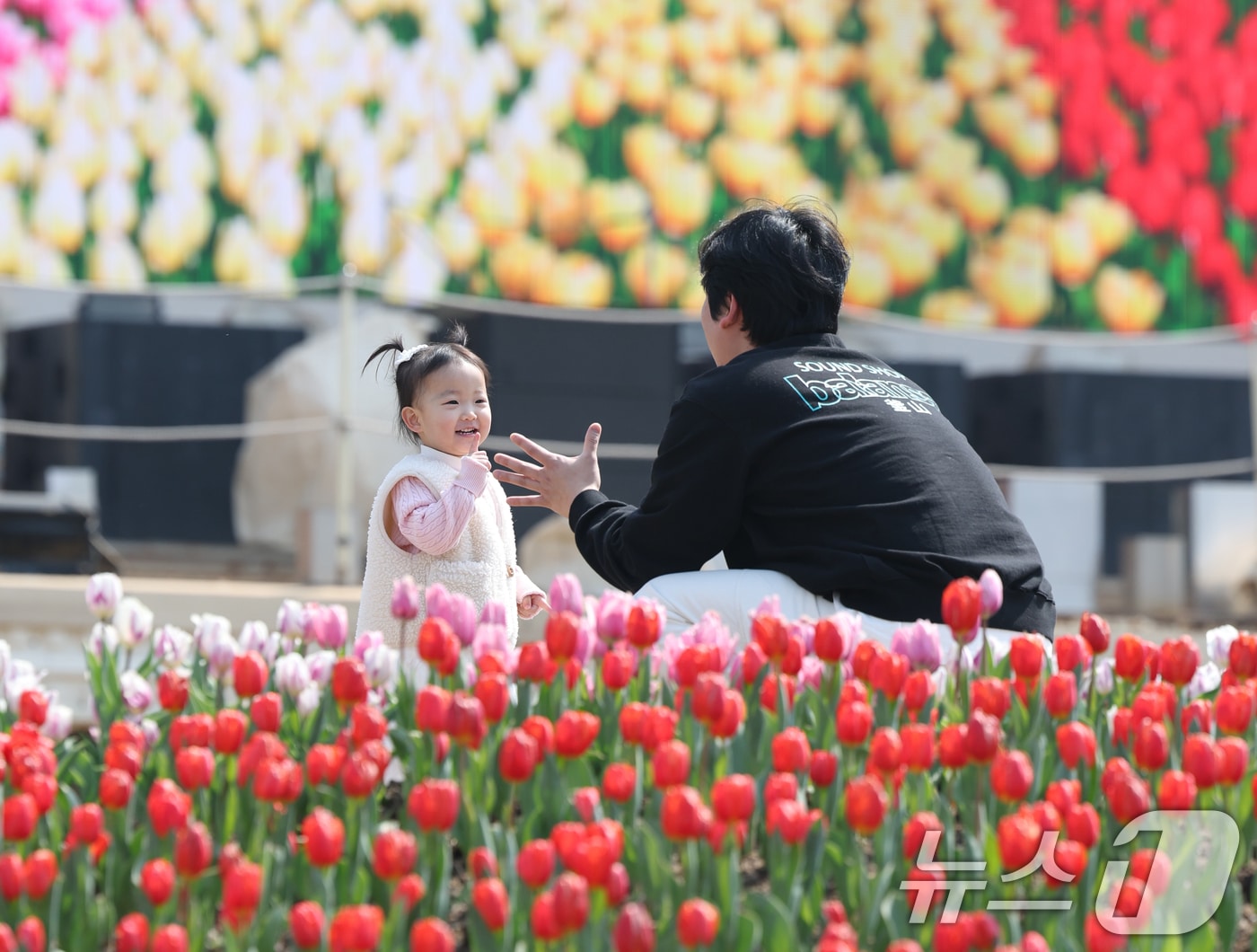 에버랜드 튤립축제가 개막한 21일 경기 용인시 처인구 에버랜드 포시즌스가든을 찾은 시민들이 튤립 사이에서 추억을 남기고 있다.(사진은 기사 내용과 무관함) 2025.3.21/뉴스1 ⓒ News1 김영운 기자