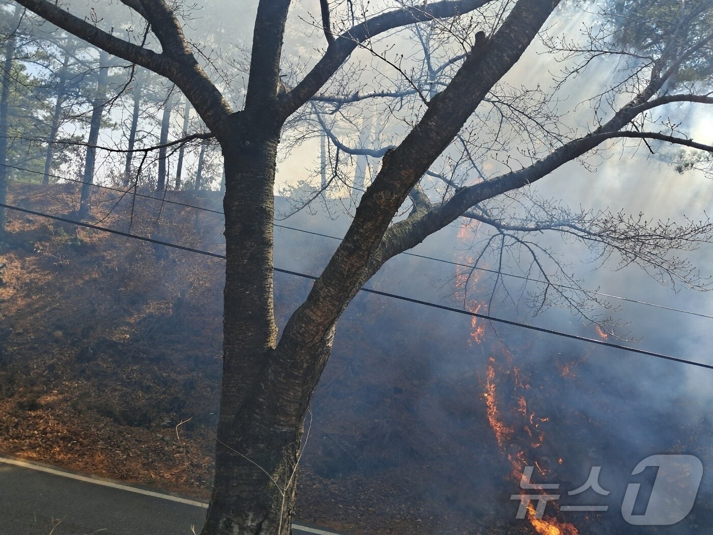 21일 오후 2시 10분께 대전 서구 오동의 야산에서 산불이 발생해 38분만에 진화됐다.(산림청 제공. 재판매 및 DB금지) /뉴스1