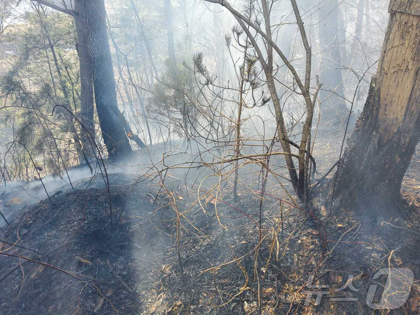 강원 평창 백옥포리 산불 현장.(강원도소방본부 제공, 재판매 및 DB금지)