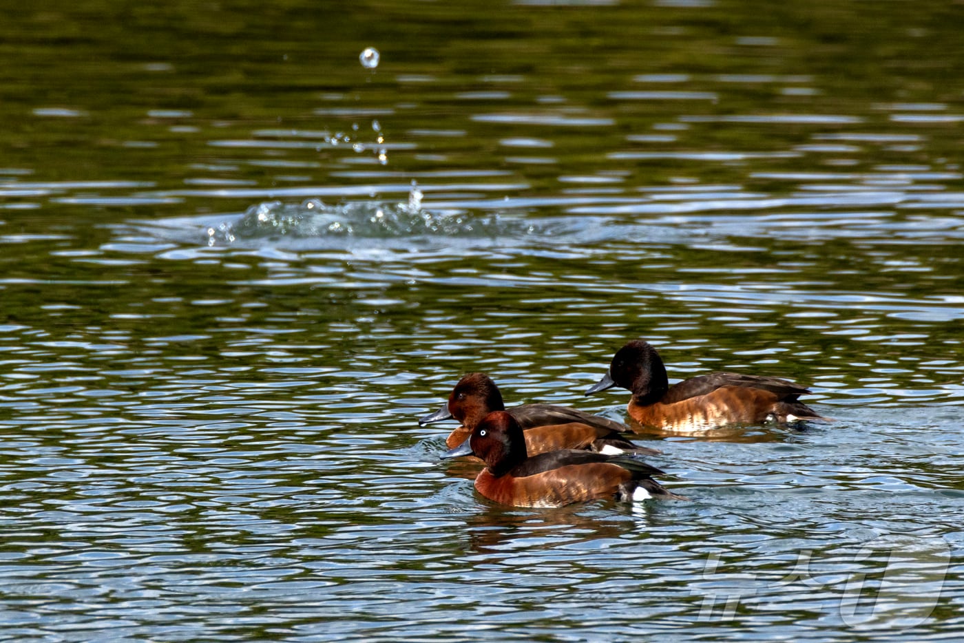 지난 17일 울산 태화강 하중도 물새관찰장에서 발견된 적갈색흰죽지. (윤기득 사진작가 제공. 재판매 및 DB 금지) /뉴스1
