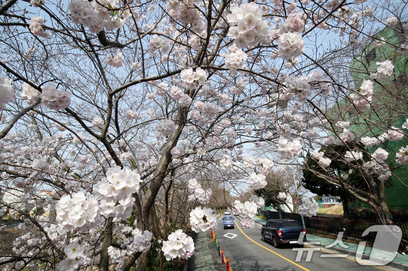 포근한 날씨를 보이는 22일 오전 제주시 오라1동 인근 벚나무에 벚꽃이 만개해 시선을 끌고 있다. 2025.3.24/뉴스1 ⓒ News1 오현지 기자