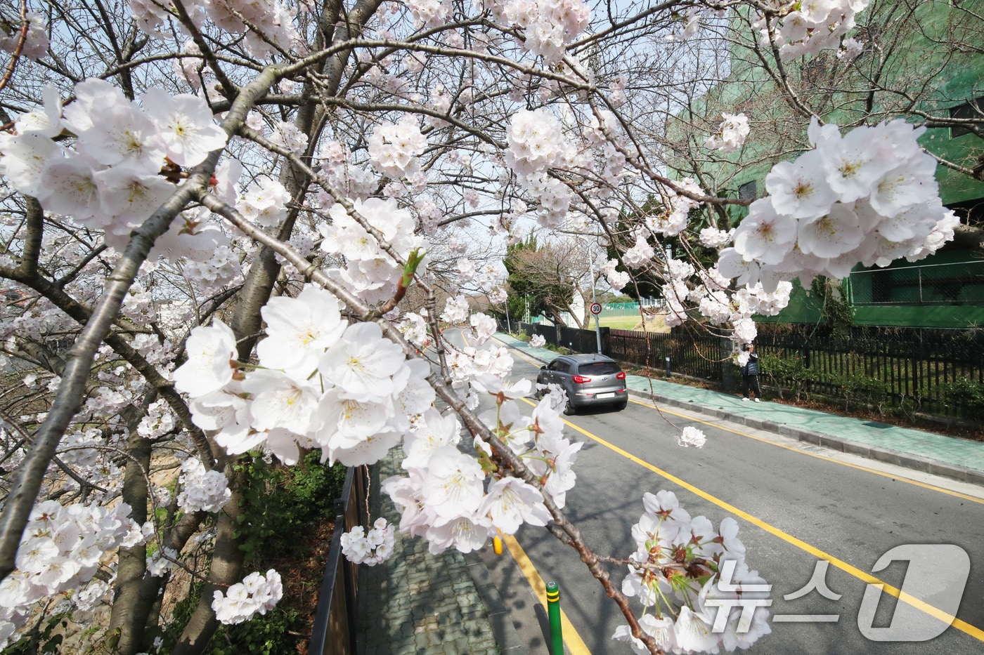 포근한 날씨를 보이는 22일 오전 제주시 오라1동 인근 벚나무에 벚꽃이 만개해 시선을 끌고 있다. 2025.3.24/뉴스1 ⓒ News1 오현지 기자