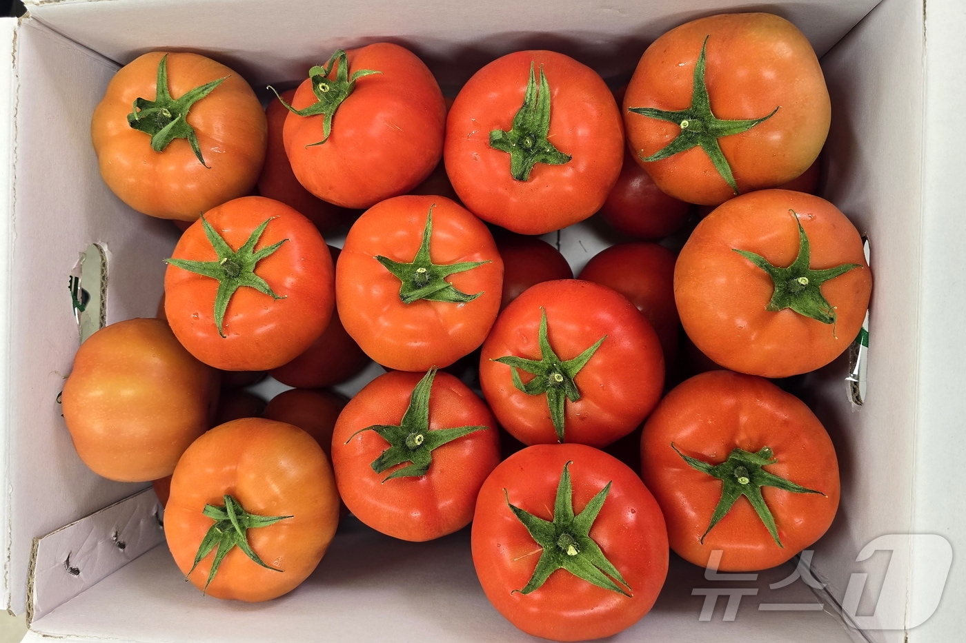 스마트베드 농업기술 적용해 재배한 토마토.(인제군 제공. 재판매 및 DB금지)/뉴스1