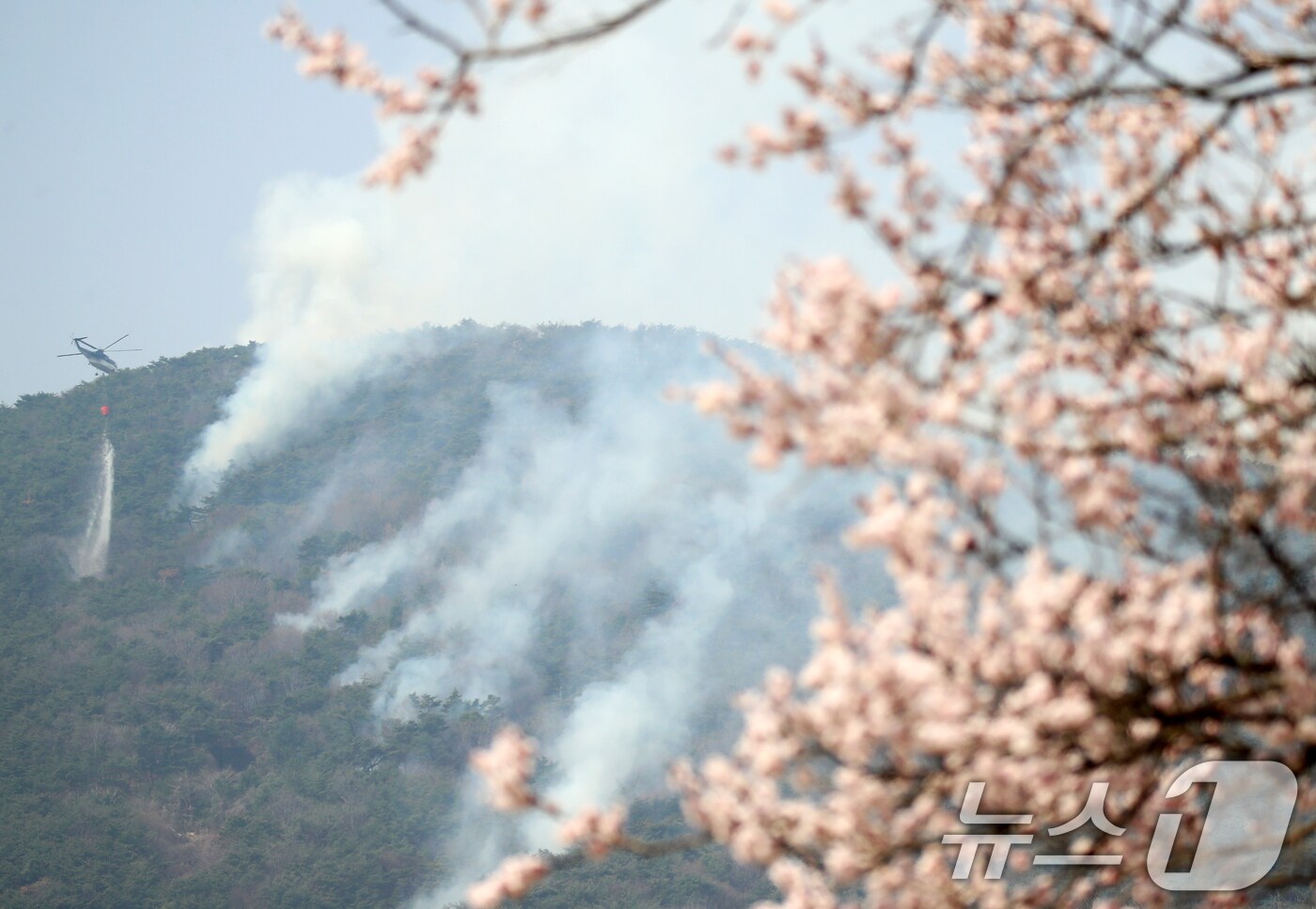 경남 산청·하동 산불 엿새째인 26일 하동군 옥종면 일대에 활짝 핀 벚꽃 뒤로 산불진화 헬기가 산불 진화작업을 벌이고 있다. 2025.3.26/뉴스1 ⓒ News1 윤일지 기자