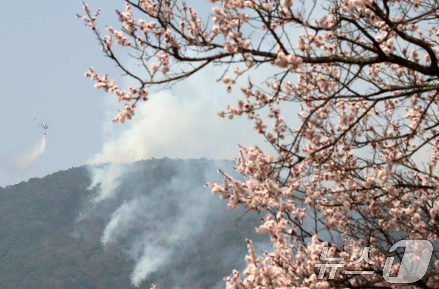 경남 산청·하동 산불 엿새째인 지난달 26일 하동군 옥종면 일대에 활짝 핀 벚꽃 뒤로 산불진화 헬기가 산불 진화작업을 벌이고 있다. 2025.3.26/뉴스1 ⓒ News1 윤일지 기자