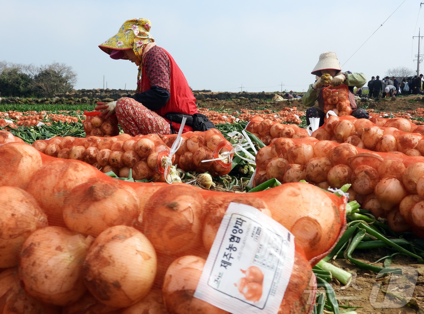 제주 양파밭(자료사진)/뉴스1