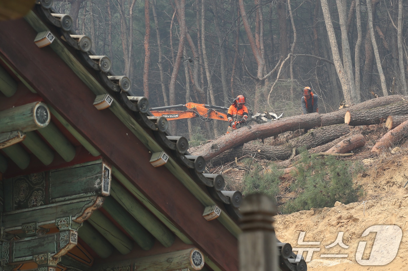 26일 오후 경북 안동시 서후면 봉정사 뒤 소나무 숲에서 안동시와 산림청이 산불 확산을 막기 위해 빼곡한 소나무를 벌목하고 있다. 유네스코 세계유산 지정 사찰인 봉정사는 국가지정문화재 등 다양한 문화유산을 소장하고 있으며, 1999년 4월 엘리자베스 2세 영국 여왕이 방문해 한국의 봄을 맞이하기도 했다. 2025.3.26/뉴스1 ⓒ News1 공정식 기자