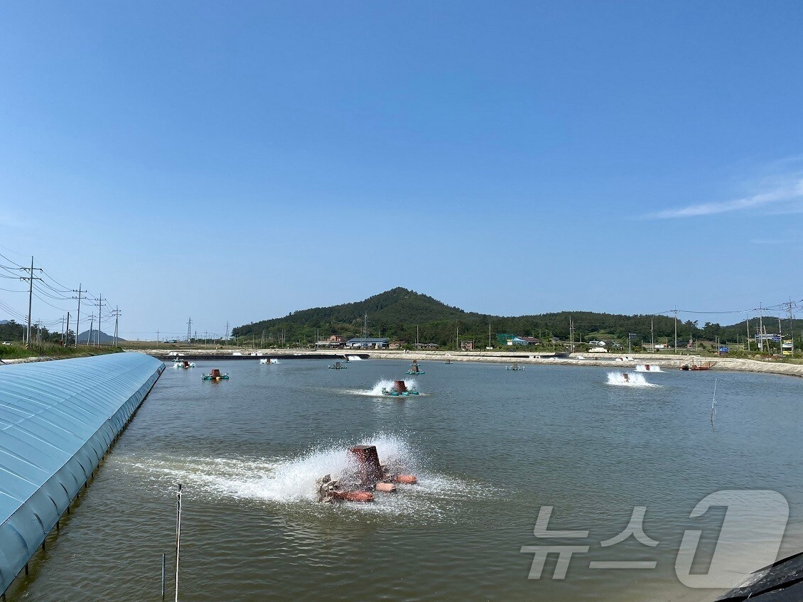 신안군 왕새우 양식장 (신안군 제공)/뉴스1