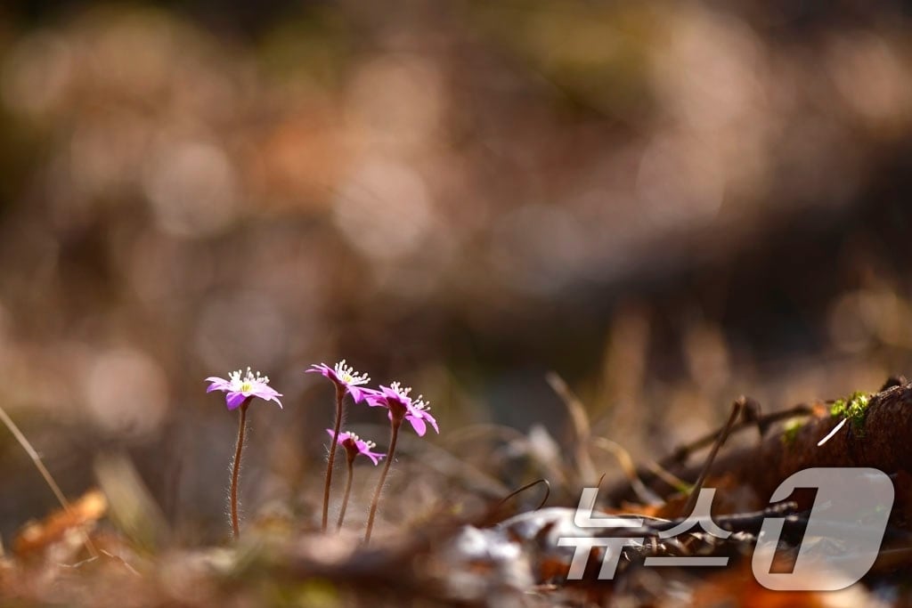 팔공산국립공원에서 27일 봄의 전령 노루귀가 개화해 봄이 왔음을 알리고 있다. &#40;국립공원관리공단 제공. 재판매 및 DB금지&#41; 2025.3.27/뉴스1 ⓒ News1 정우용 기자