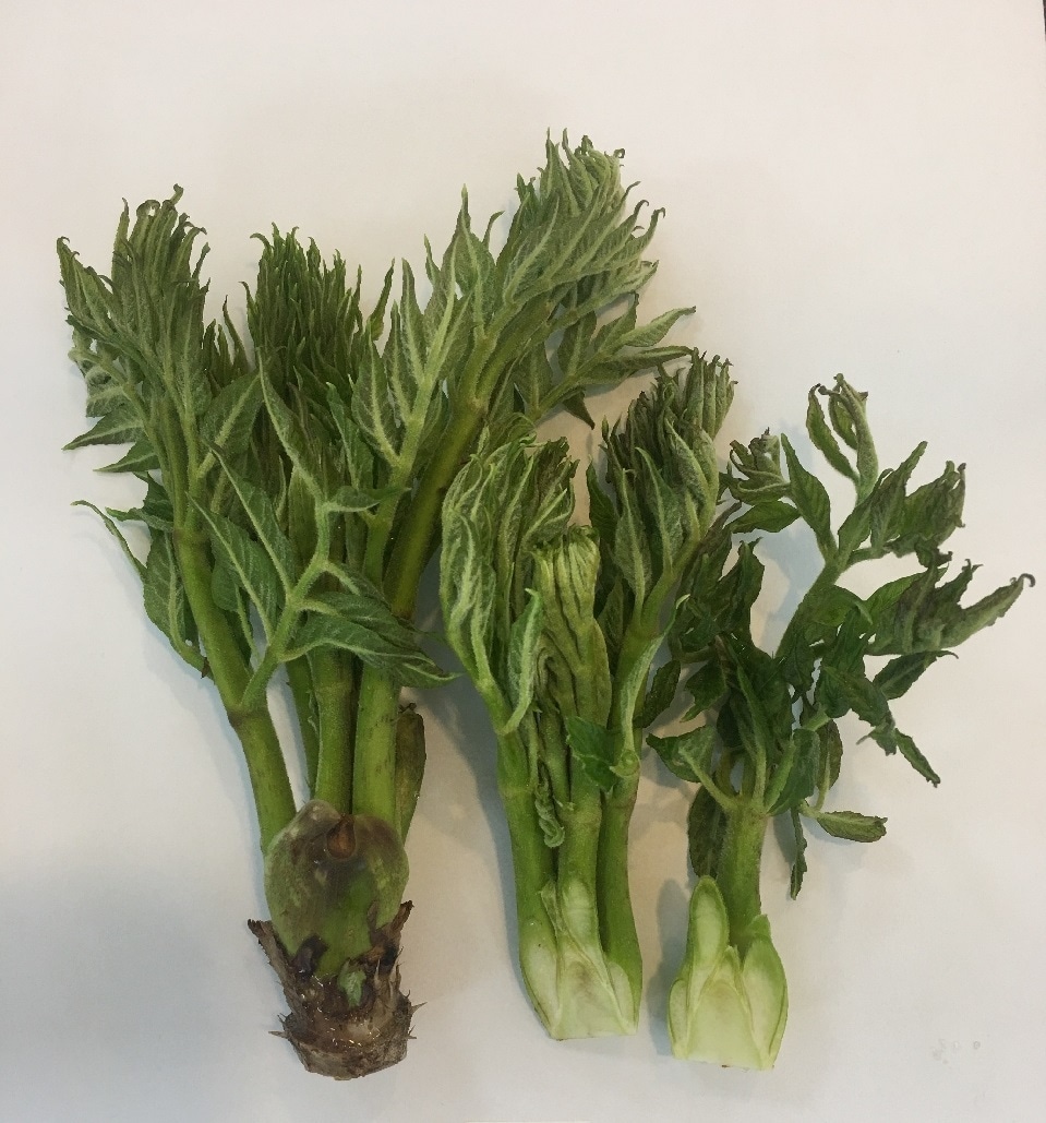 참두릅. (농촌진흥청 제공) 2025.03.27 /뉴스1