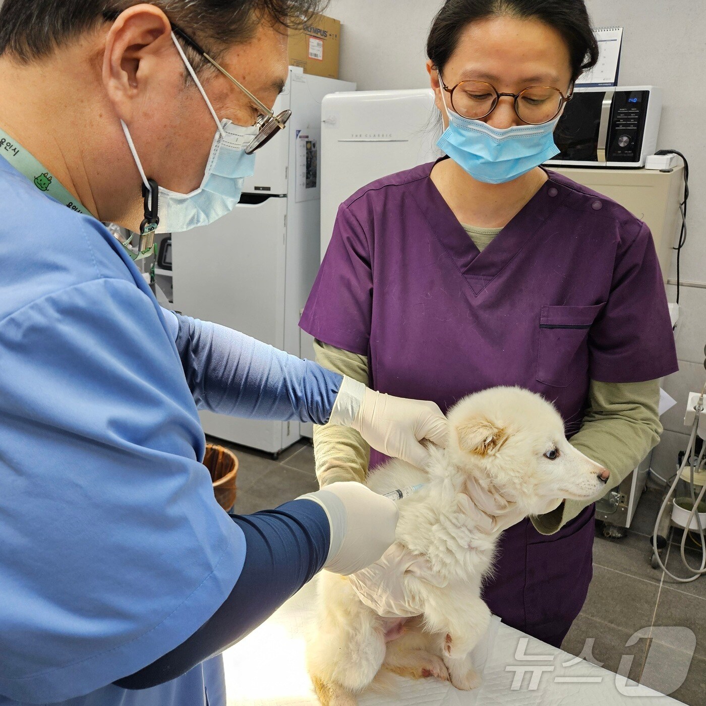 용인시가 4월 한 달 동안 상반기 광견병 예방접종을 실시한다.(용인시 제공)