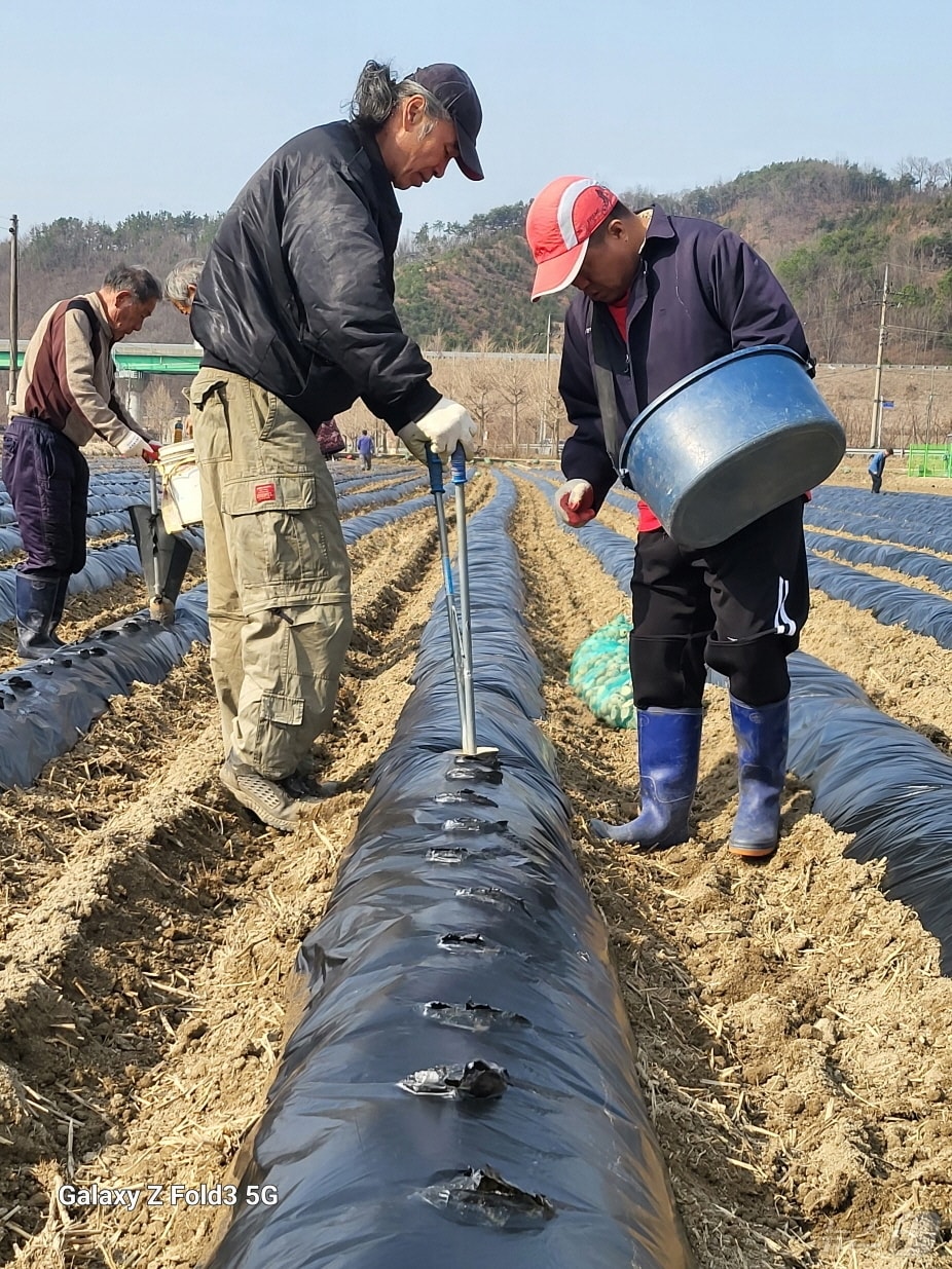 예산농업기술센터 감자연구회가 논에 봄감자를 파종하고 있다. (예산군 제공. 재판매 및 DB금지) /뉴스1
