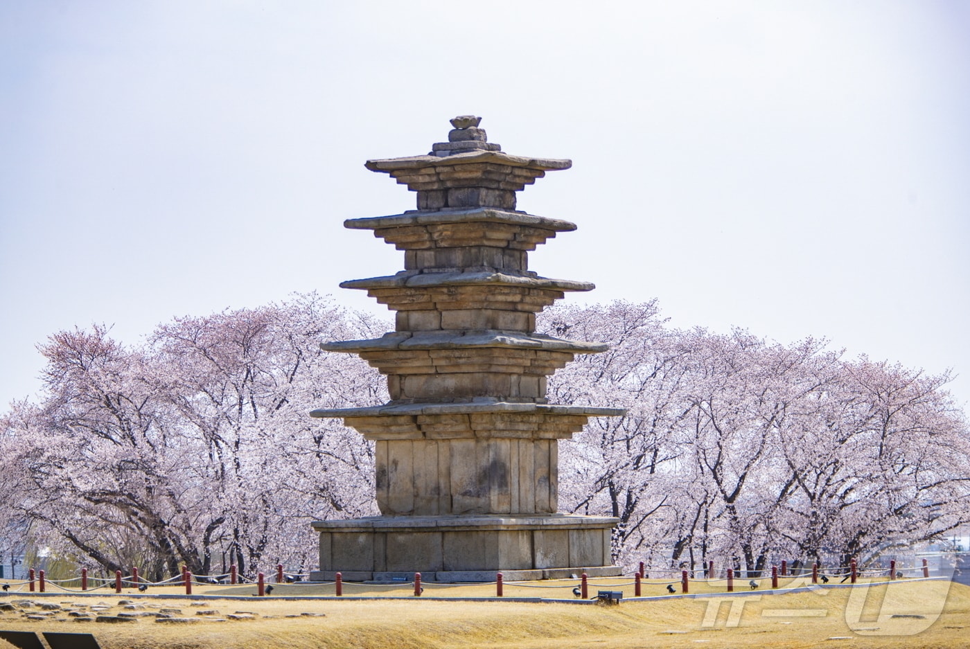 전북 익산시가 4월 '익산 벚꽃 시티투어'를 운영한다.(익산시 제공. 재판매 및 DB금지)