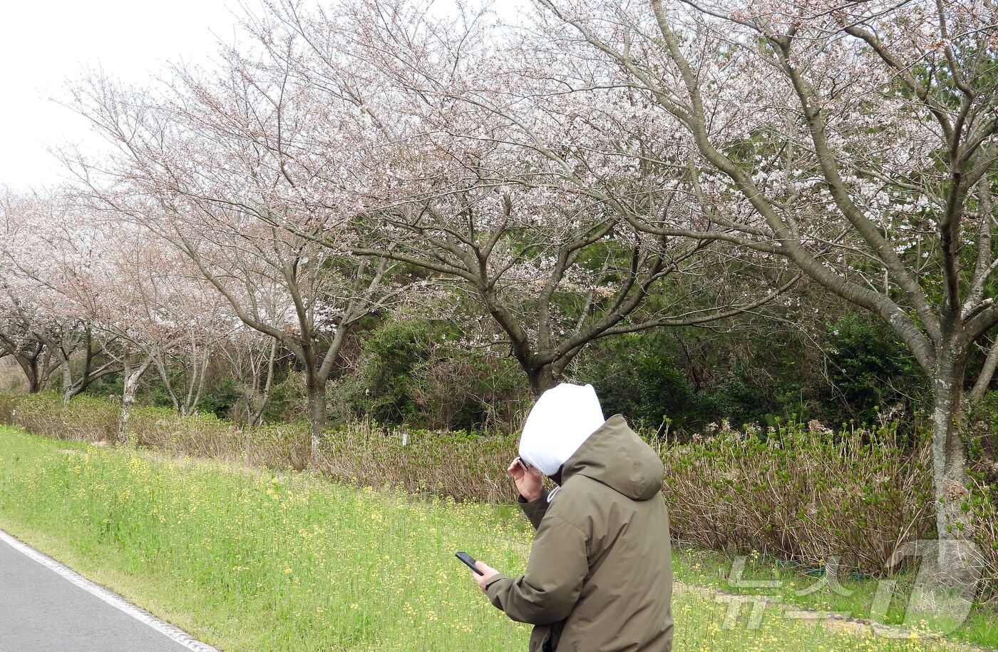 '서귀포 유채꽃 축제' 개막 첫날인 29일 오전 제주 서귀포시 표선면 녹산로 일대 축제장이 꽃샘추위로 인해 유채꽃 개화가 늦어져 푸른 잎사귀만 무성한 상태를 나타내고 있다. 2025.3.29/뉴스1 ⓒ News1 오미란 기자