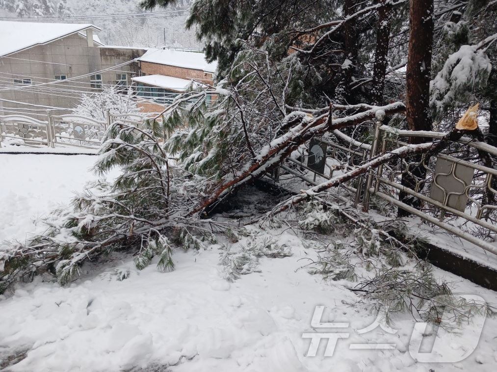 안동시 서후면에서 3일 폭설로 나무가 쓰러져 도로를 덮고 있다. (경북소방본부 제공.재판매 및 DB금지) 2025.3.3/뉴스1