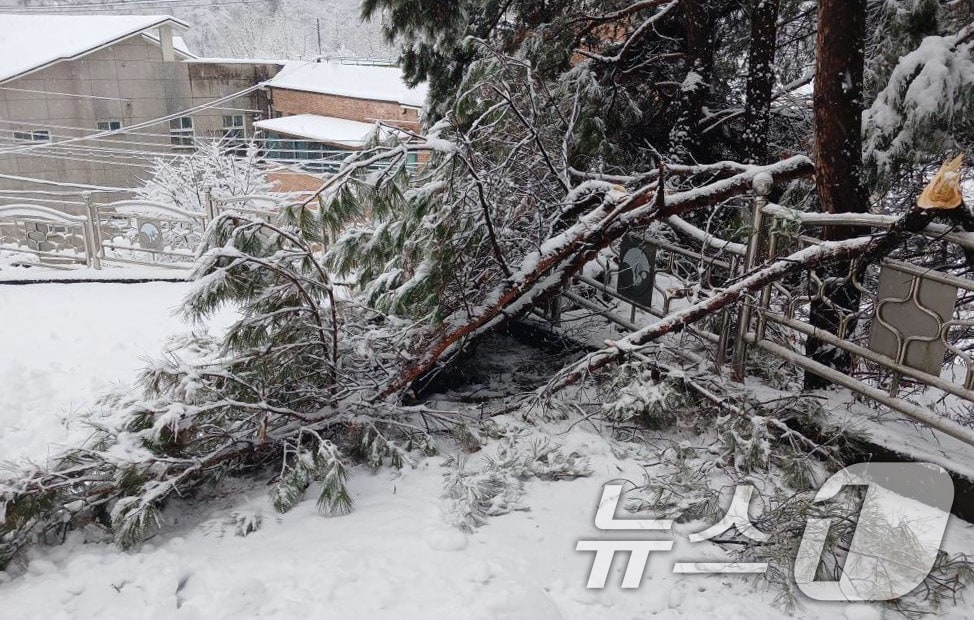 3일 안동시 서후면에 내린 폭설로 나무가 쓰러져 도로를 덮고 있다. (경북소방본부 제공.재판매 및 DB금지) (사진은 기사 내용과 무관함) 2025.3.3/뉴스1 ⓒ News1 박지혜 기자