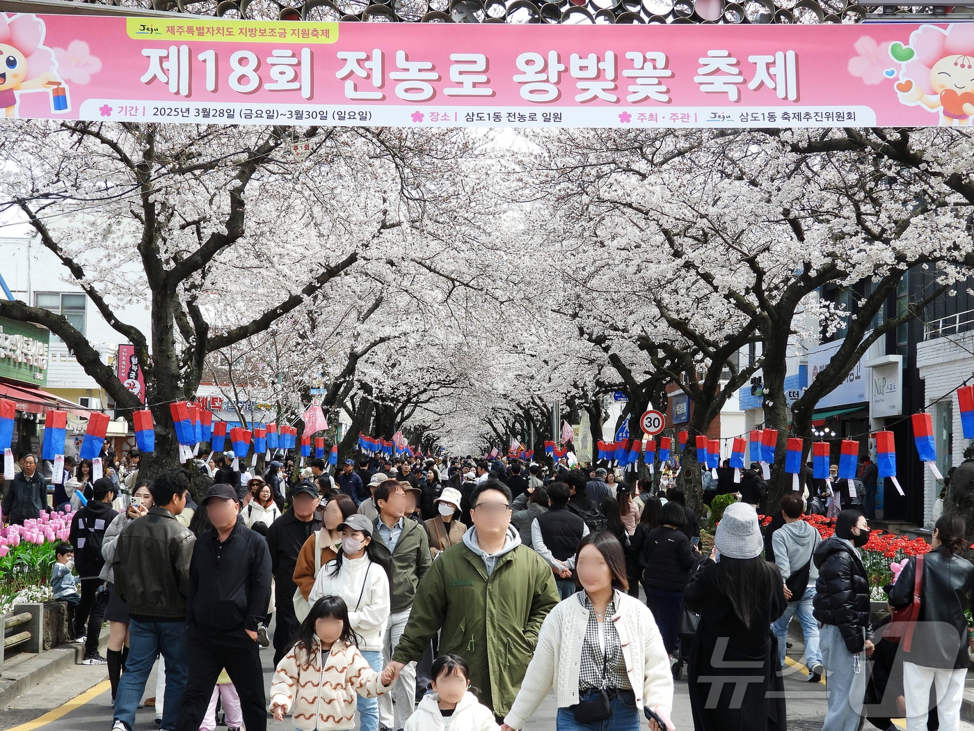 '제18회 전농로 왕벚꽃 축제' 마지막 날인 30일 오후 제주시 삼도1동 전농로 일대가 상춘객들로 북적이고 있다. 2025.3.30/뉴스1 ⓒ News1 오미란 기자