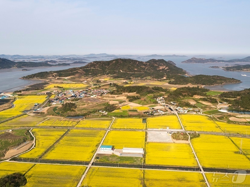 '옐로우 리본'(Re-Born)을 주제로 매년 유채꽃 축제가 펼쳐지는 신안군 팔금면 일대에 72㏊ 유채밭을 '경관농업지구'로 지정된다. (신안군 제공. 재판매 및 DB금지) /뉴스1