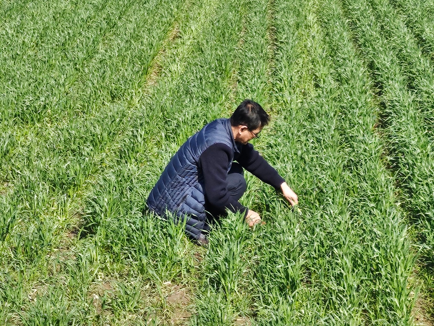 밀, 모리 등 맥류 작물을 예찰하는 모습. (농촌진흥청 제공) 2025.03.31 /뉴스1