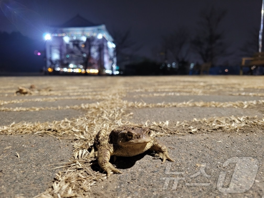 대구 수성구 욱수산에서 망월지로 이동하고 있는 성체 두꺼비.(대구 수성구 제공.재판매 및 DB 금지)