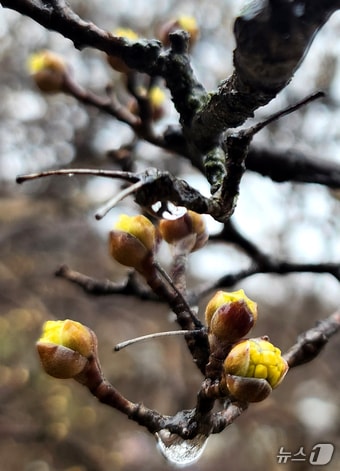 전북자치도 전주시 전주향교에서 노란 산수유가 봄비를 머금고 꽃망울을 터뜨리고 있다. 2025.3.4 ⓒ 뉴스1 유경석 기자