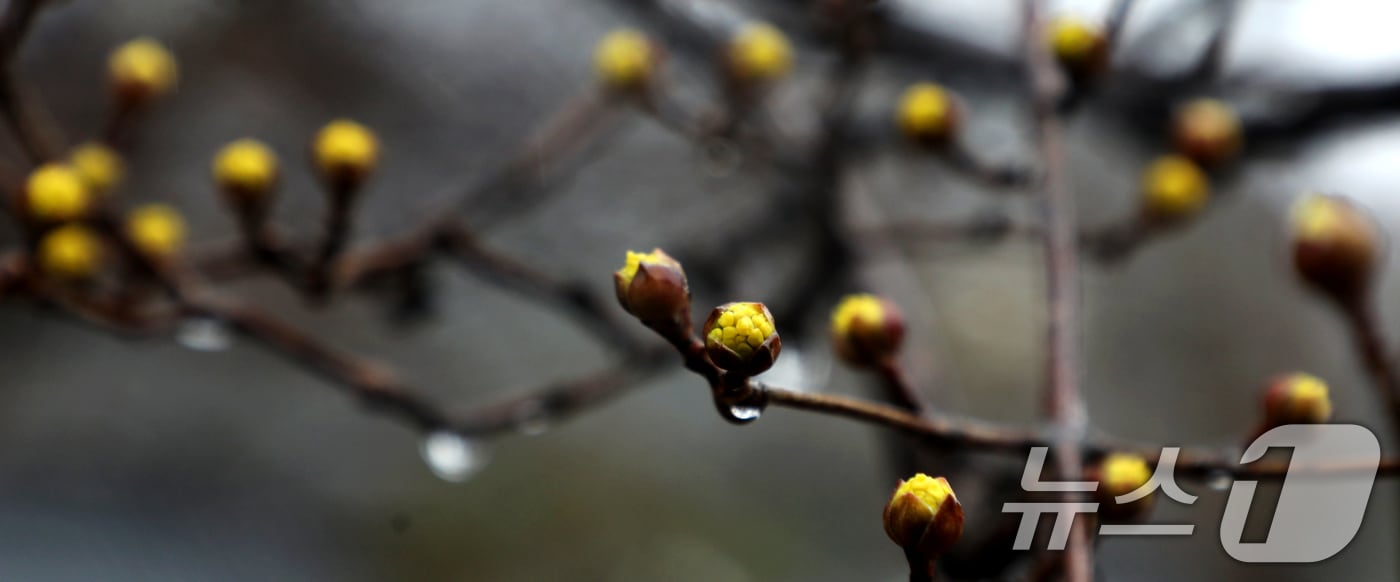 노란 산수유가 봄비를 머금고 꽃망울을 터뜨리고 있다. (자료사진) ⓒ News1 유경석 기자