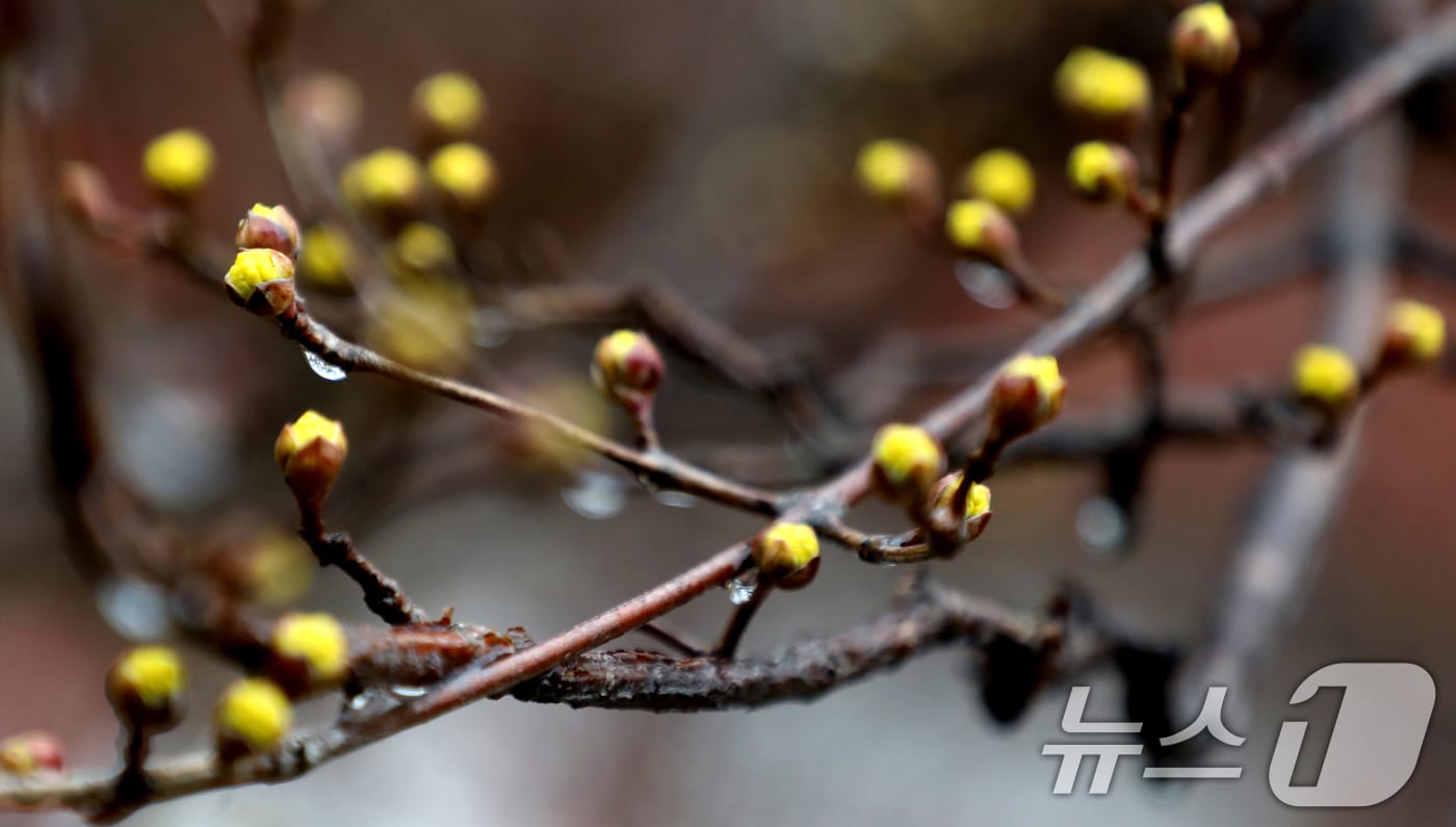 절기상 경칩을 하루 앞둔 4일 전북자치도 전주시 전주향교에서 노란 산수유가 봄비를 머금고 꽃망울을 터뜨리고 있다. 2025.3.4/뉴스1 ⓒ News1 유경석 기자