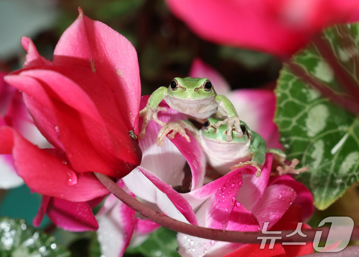 절기상 경칩(驚蟄)을 하루 앞둔 4일 오후 경기 화성시 경기도농업기술원 곤충자원센터에서 연구용 청개구리가 활동하고 있다. 2025.3.4/뉴스1 ⓒ News1 김영운 기자