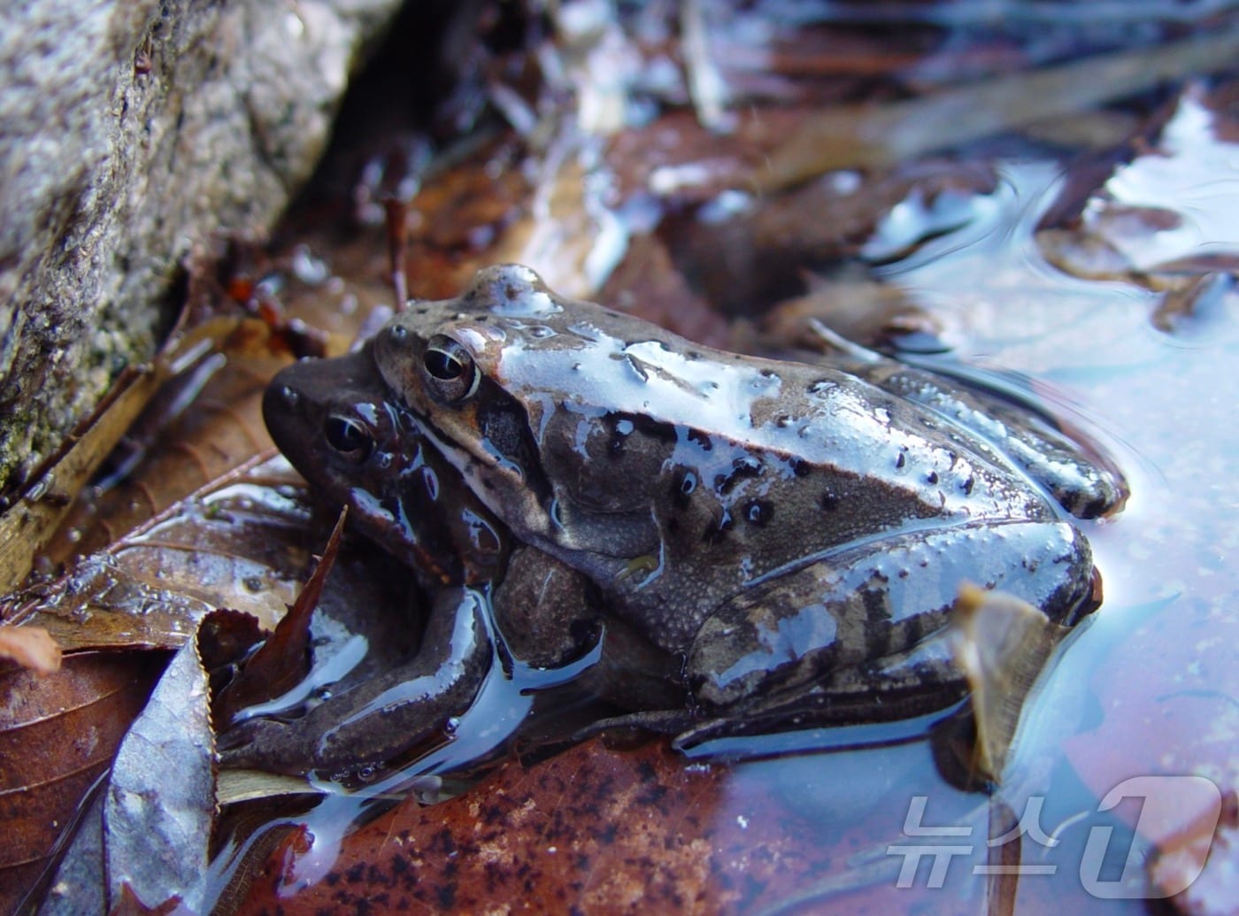 큰산개구리(환경부 제공) ⓒ 뉴스1