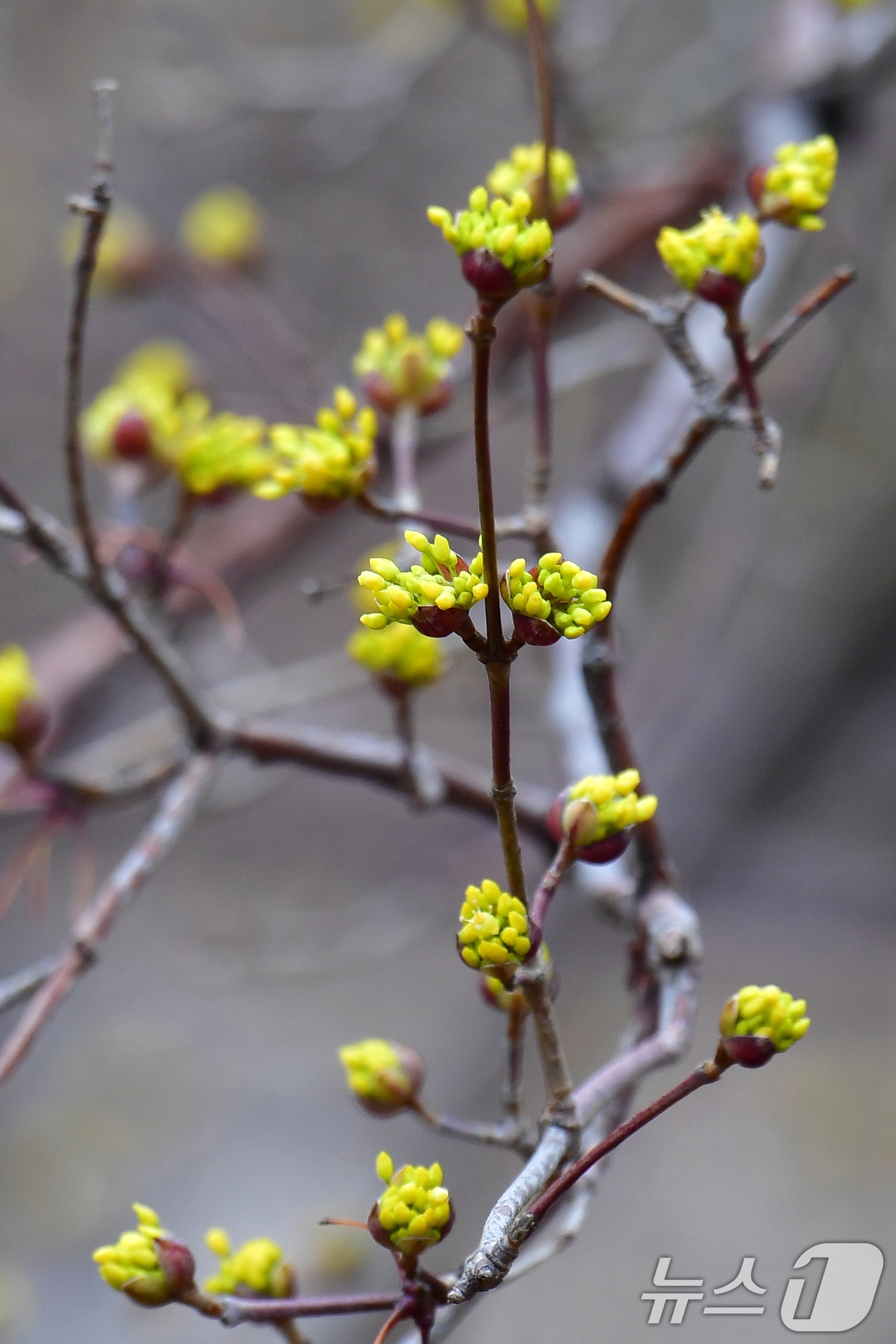5일 오전 경북 포항시 남구 대잠동 철길숲 인근 도로에 산수유가 살포시 꽃망울을 터트렸다. 2025.3.5/뉴스1 ⓒ News1 최창호 기자