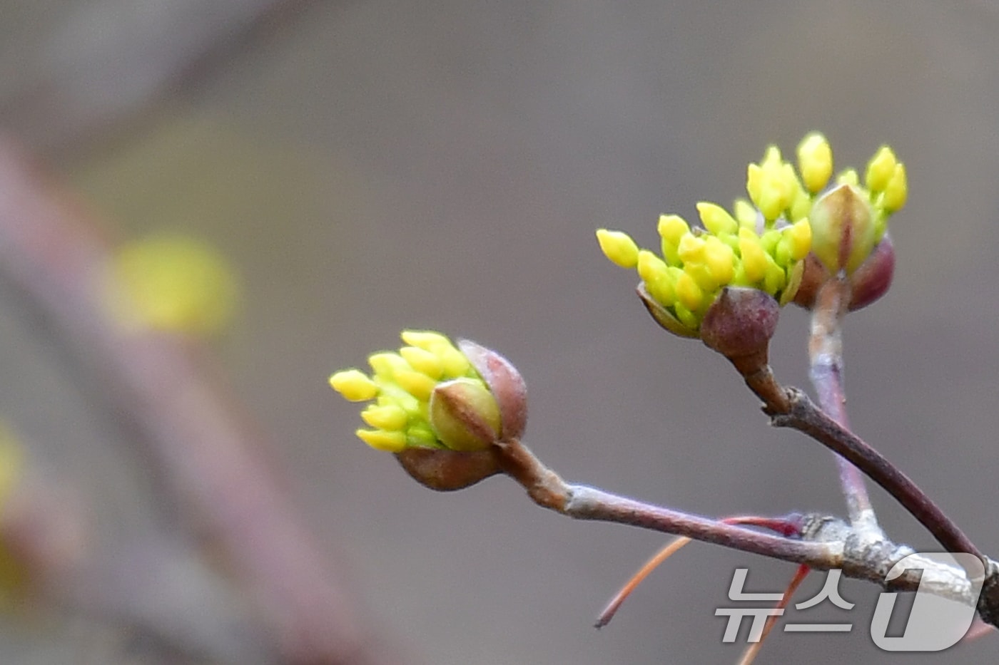 5일 오전 경북 포항시 남구 대잠동 철길 숲 인근 도로에 산수유가 꽃망울을 터뜨리고 있다. 2025.3.5/뉴스1 ⓒ News1 최창호 기자