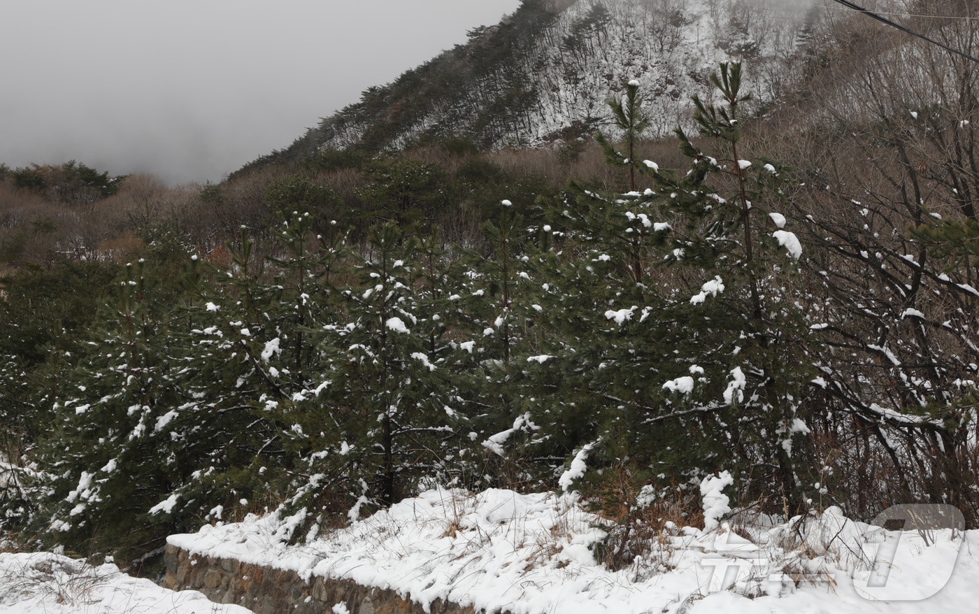 고지대 산간지역인 울산 북구 마우나에 내린 눈이 쌓여있다. 기사 본문과 관련 없음. ⓒ News1
