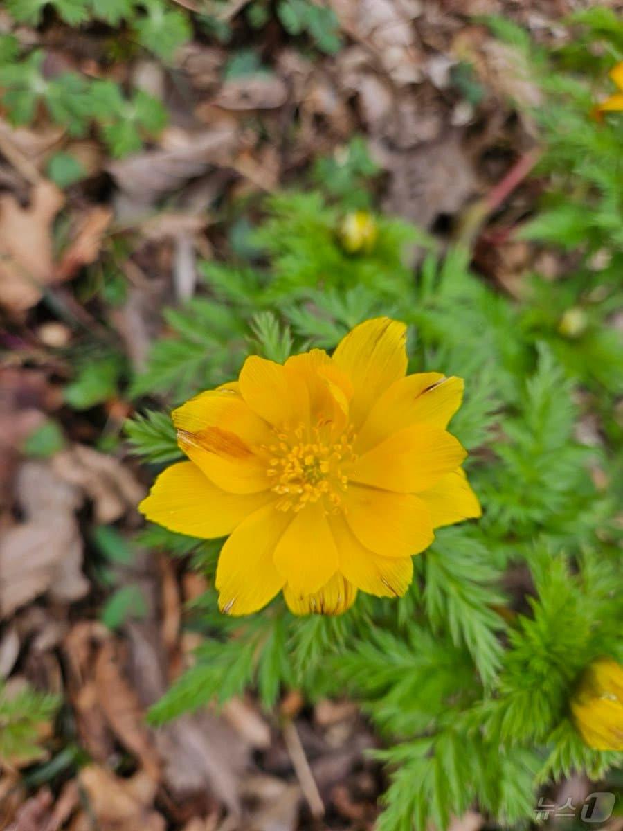 제주시 노루생태관찰원에 복수초가 개화했다.(제주시 제공, 재판매 및 DB 금지)/뉴스1 